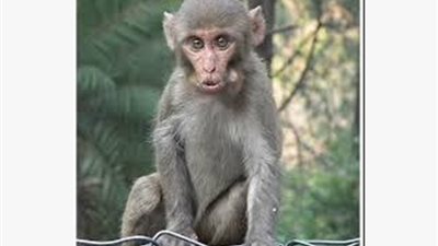 ضبط القرد الهارب في مصر الجديدة على شباك حمام السيدات بحديقة عامة