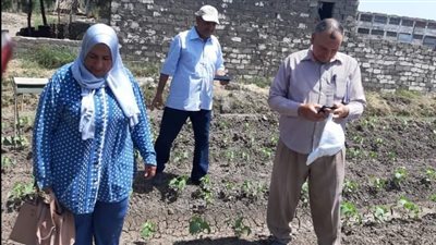 زراعة كفرالشيخ تنظم ندوات إرشادية للنهوض بمحصولي الأرز والقطن