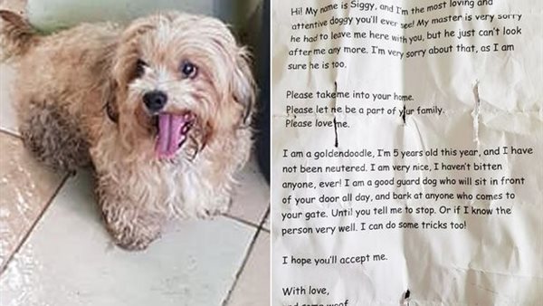 الكلب رفقة رسالة