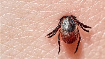 الأعراض العصبية المزمنة الناتجة عن مرض لايم مرتبطة بالاستجابة المناعية | دراسة