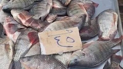 بعد تراجعه بالأسواق.. 5 جنيهات زيادة مفاجئة في سعر كيلو البلطي 