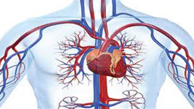 كيف تهدد التغذية الخاطئة نشاط الأوعية الدموية في الجسم؟