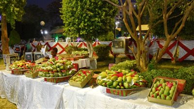 كان بيجمع مانجو.. مصرع موظف بالألومنيوم إثر سقوطه من أعلى شجرة بقنا