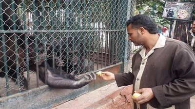 مدير حدائق الحيوان يرد على التحذيرات البرلمانية من جدري القرود: جميع الحيوانات بحديقة الجيزة آمنة تمامًا 