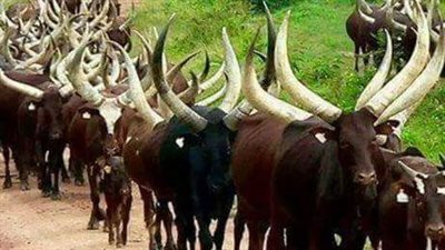 بقرة تنتظر المحاكمة وخروف بالسجن.. حيوانات في قبضة الشرطة بجنوب السودان