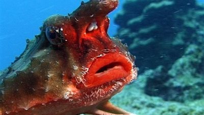 دراسة: الأسماك القبيحة تساعد في الحفاظ على البيئة