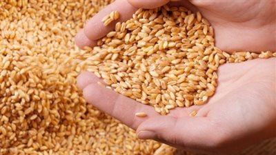 وزيرة التجارة تقرر رفع نسبة رطوبة القمح المستورد إلى 14%