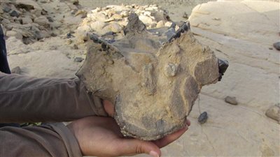 اكتشاف حفرية لديناصور تعود لـ أكثر من 98 مليون عام بالواحات البحرية | صور 