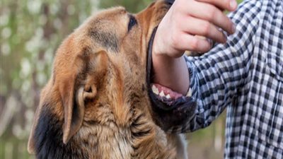 مشروع قانون في البرلمان يلزم بالتحفظ على الحيوانات الخطرة أو الكلاب في هذه الحالات 