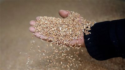 الحكومة تسمح بتصدير فائض السوق من القمح والسلع الأساسية بشروط