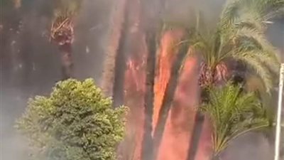 السيطرة على حريق اندلع في أشجار النخيل على الطريق الزراعي بسوهاج | فيديو