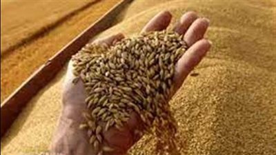 نقيب الزراعيين: أسعار استرشادية للقمح والبنجر وقصب السكر | فيديو