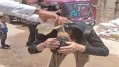 جريمة مفتعلة.. برلماني بالبحيرة: أصحاب واقعة البلاعة المبروكة لا ينتمون لمركز إدكو