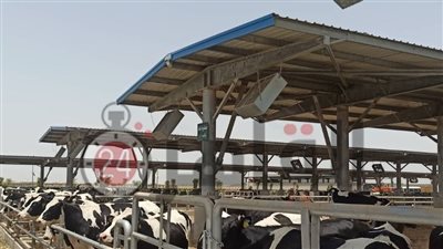 هنا مستقبل أمن مصر الغذائي.. القاهرة 24 داخل مجمع الإنتاج الحيواني والألبان المتكامل بمدينة السادات