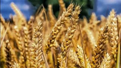 تموين بورسعيد تحرر محاضر للمزارعين غير الملتزمين بتوريد كميات القمح المقررة