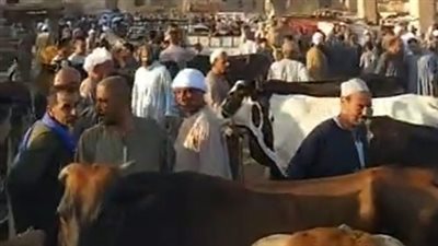 الأغنام بـ 80 جنيهًا للكيلو والماعز بـ 100.. أسعار الأضاحي بأسواق الماشية بالمنوفية | بث مباشر