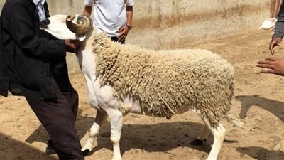 متى عيد الأضحى 2022.. السبت أم الأحد؟