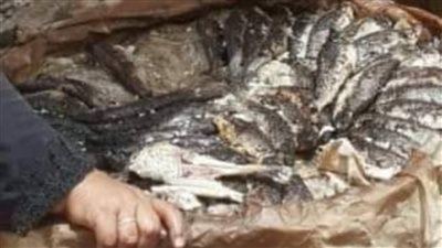 بعد حبس المتهمين.. القصة الكاملة لـ تسمم 61 شخصًا بسبب سمك مشوي
