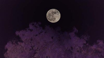 قمر الفراولة.. البحوث الفلكية: آخر قمر مكتمل في فصل الربيع هو بدر يونيو