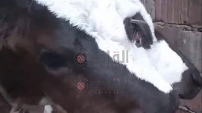 بـ3 عيون ولسانين وفكين.. ولادة نادرة لـ عجل في الغربية │ صور