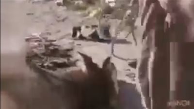 كارثة في أسيوط.. مجهولون يذبحون ماشية نافقة لبيعها للمواطنين | فيديو