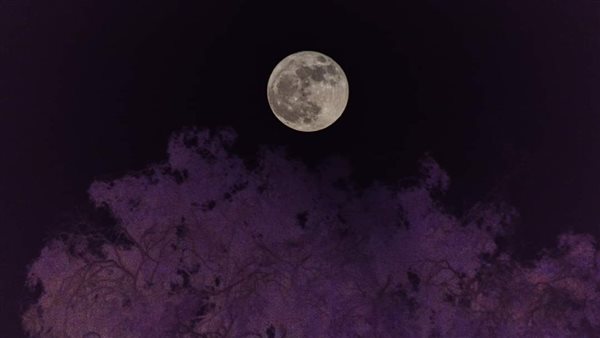 قمر الفراولة 