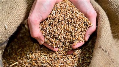 غرفة صناعة الحبوب: توجيهات الرئيس السيسي بتحديد سعر القمح انتصارا للمزارع