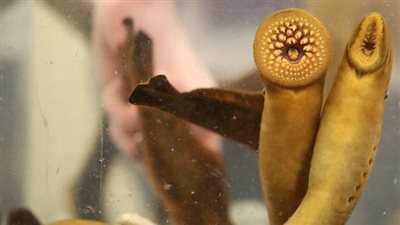 تمتص الدماء.. رجل يستطيع الهرب من سمكة لامبري البحر بعد مطاردتها إياه