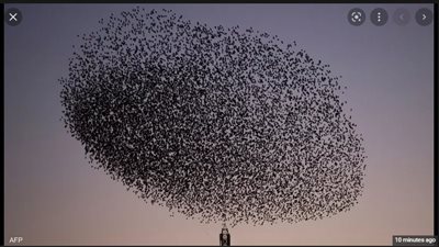 أفراخ طيور السمامية تتناثر في شوارع إسبانيا بين الحياة والموت بسبب الصيف المبكر