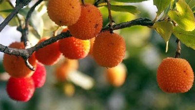 فوائد التوت البري للبشرة.. يعالج حبوب الشباب