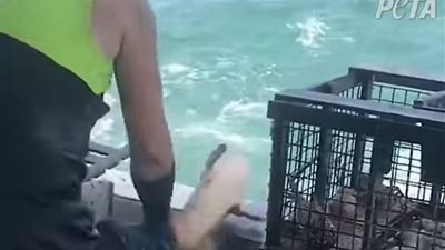 السجن والغرامة تلاحق صيادين أمريكيين اعتديا على أخطبوط وسمكة حتى الموت