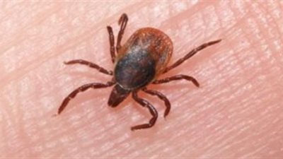 أبرزها طبخ اللحوم جيدًا.. استشاري مناعة يقدم نصائح لتجنب الإصابة بالحمى النزفية