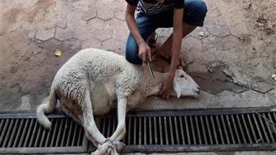 التنمية المحلية: فتح المجازر الحكومية بالمجان طوال أيام عيد الأضحى 