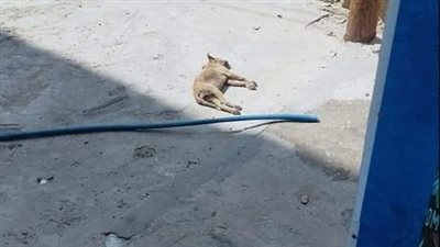 غير إنساني وبعيد عن الرحمة.. انتقادات لمديرية الطب البيطري بالعريش بعد تسميم كلاب الشوارع | صور