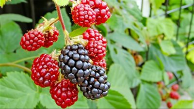 فوائد التوت البري للمسالك البولية.. أفضل من الأدوية