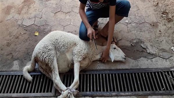 فتح المجازر الحكومية