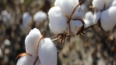 قرار وزاري بتحديد أسعار وأماكن تداول القطن الزهر للموسم 2022-2023