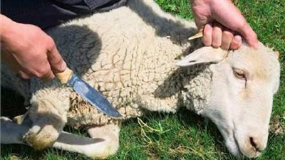 محافظ القاهرة: عقوبة ذبح الأضاحي بالشارع وترك المخلفات والدماء تصل لـ10 آلاف جنيه