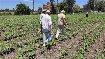 استمرار المتابعة الدورية للمحاصيل الصيفية والسكرية بمراكز وقرى المحافظة لزراعة كفر الشيخ