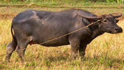 هل تجب الزكاة على البقر والجاموس؟.. أمينة الفتوى تجيب