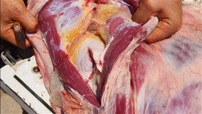 بيطري كفر الشيخ: ضبط 118 كيلو لحوم غير صالحة للاستهلاك الآدمي 