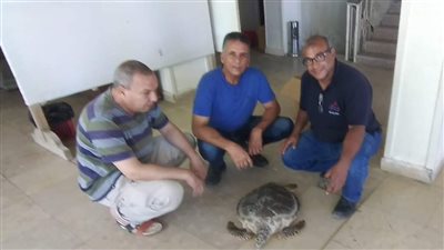 بعد إنقاذها من النفوق.. فحوصات وتحاليل طبية لسلحفاة الغردقة لبيان عدم قدرتها على السباحة | صور 