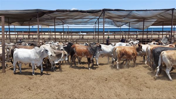  محطة الماشية ببورسعيد