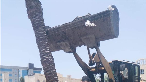 حادث سقوط نخلة ببورسعيد