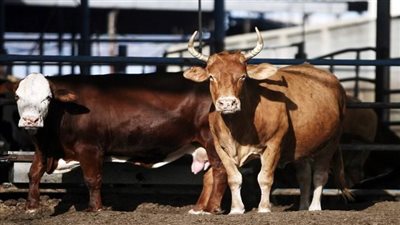 الإفتاء: يجوز اشتراك غير المسلم مع المسلم في أضحية الإبل والبقر