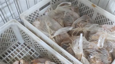 ضبط 11 طن هياكل دواجن في مصنع دون ترخيص بالقليوبية