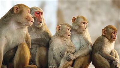 اختفاء باعة النسانيس من سوق الجمعة بعد انتشار جدري القرود عالميًا | بث مباشر