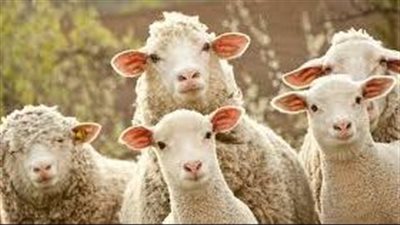 شروط الأضحية للسيدات.. يحظر قص الشعر والأظافر