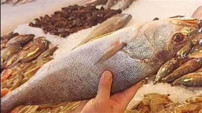 السمك أشكال وألوان.. سوق الأسماك ببورسعيد يستقبل رحلات اليوم الواحد | صور وفيديو