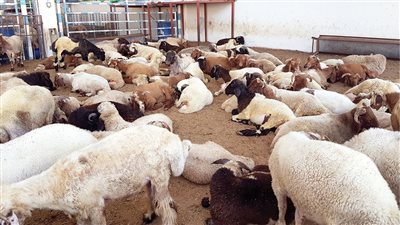 العوراءُ البيِّنُ عَوَرُها.. الأزهر العالمي للفتوى يكشف عيوب الأضحية 